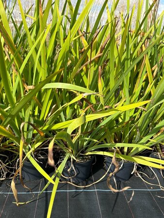 Sisyrinchium striatum 2L - image 2