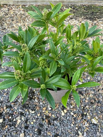 Skimmia confusa 'Kew Green' 5L - image 4