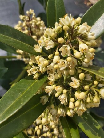Skimmia confusa 'Kew Green' 5L - image 1