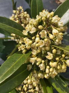 Skimmia confusa 'Kew Green' 5L