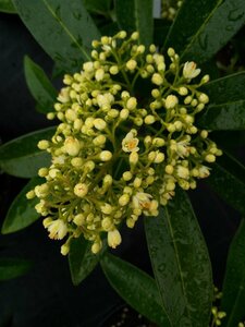 Skimmia confusa 'Kew Green' 5L - image 2