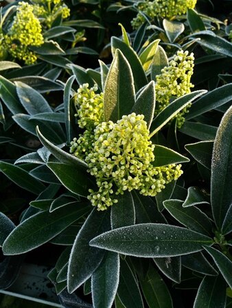 Skimmia confusa 'Kew Green' 5L - image 3