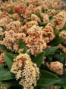 Skimmia j. 'Rubella' 5L