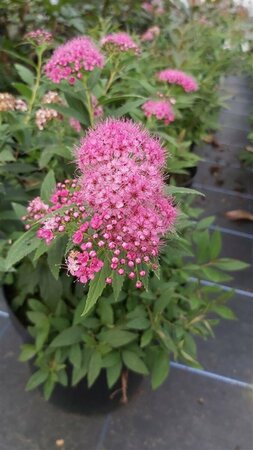 Spiraea japonica 'Genpei' 10L - image 3