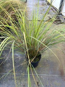 Stipa Arundinacea 3L - image 1
