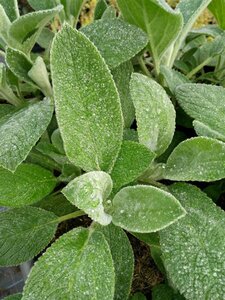Stachys byzantina 'Big Ears' 2L - image 1