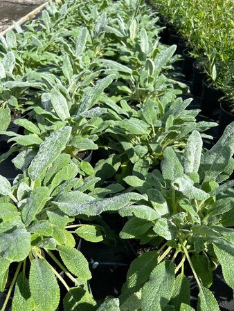 Stachys byzantina Silver Carpet 2L - image 2