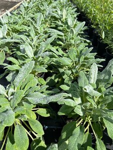 Stachys byzantina Silver Carpet 2L - image 2