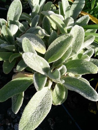 Stachys byzantina 2L