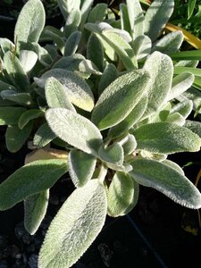 Stachys byzantina 2L