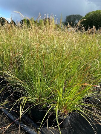 Stipa calamagrostis 3L - image 1