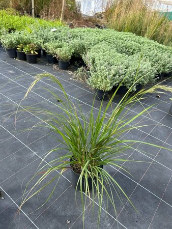 Stipa calamagrostis 3L - image 2