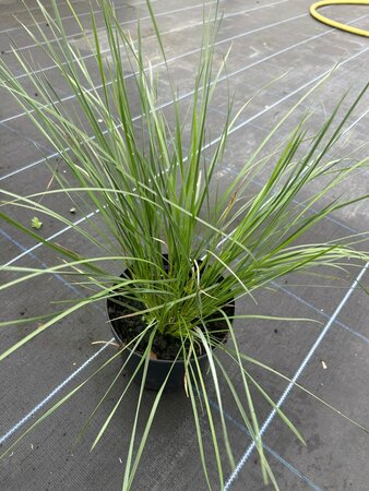 Stipa gigantea 3L