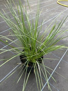 Stipa gigantea 3L