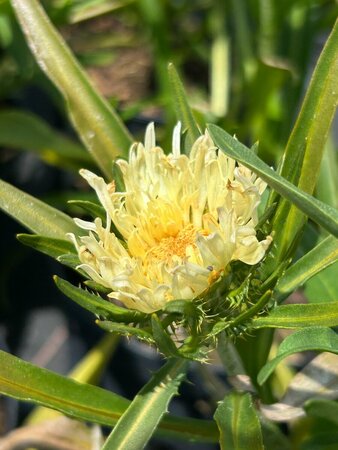 Stokesia laevis 'Mary Gregory' 2L - image 3
