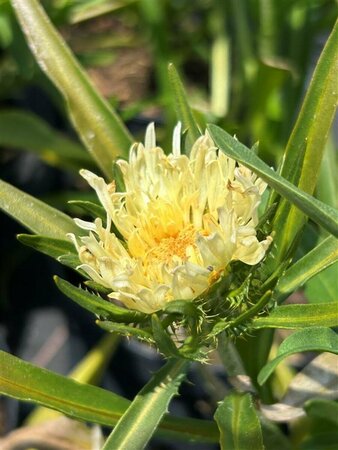 Stokesia laevis 'Mary Gregory' 2L - image 2