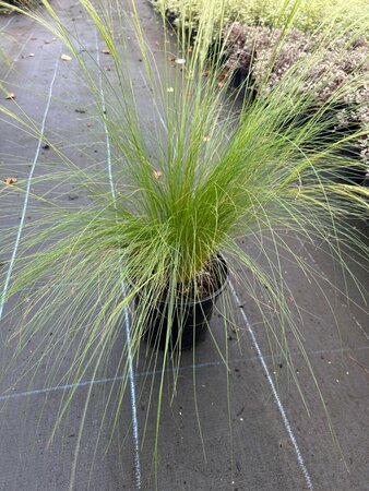 Stipa tenuissima 'Ponytails' 3L - image 3