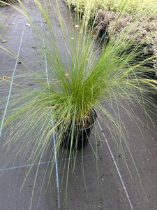 Stipa tenuissima 'Ponytails' 3L - image 3