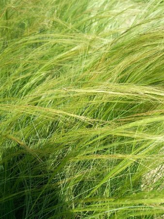 Stipa tenuissima 'Ponytails' 3L - image 1