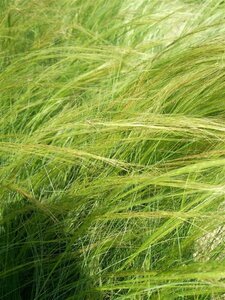 Stipa tenuissima 'Ponytails' 3L