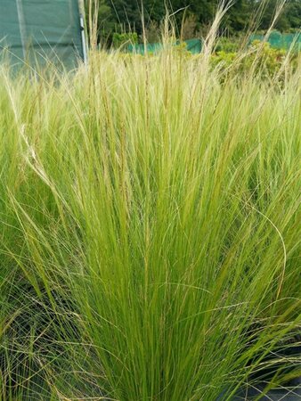 Stipa tenuissima 'Ponytails' 3L - image 2
