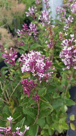 Syringa meyeri 'Palibin' 25L