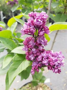 Syringa v. 'Charles Joly' 10L