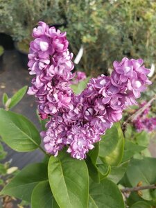 Syringa v. 'Charles Joly' 10L - image 2