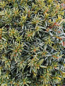 Taxus b. 'Summergold' 50cm Ball Root Ball - image 1
