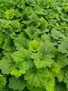 Tellima grandiflora 2L