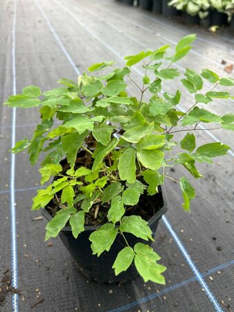 Thalictrum 'Black Stockings' 2L
