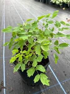 Thalictrum 'Black Stockings' 2L