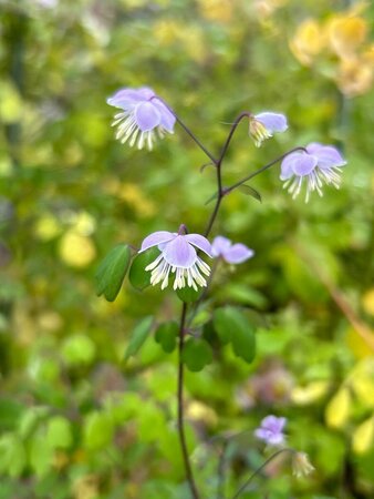 Thalictrum delavayi 2L - image 1