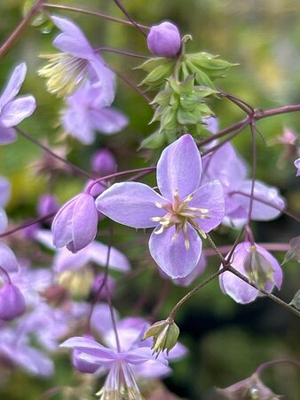 Thalictrum delavayi 2L - image 2