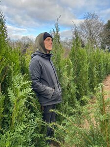 Thuja pl. 'Atrovirens' 175-200 Gps quality  Root Ball