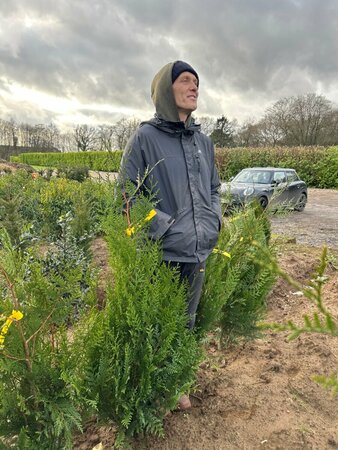 Thuja pl. 'Atrovirens' 100-125 Gps quality  Root Ball