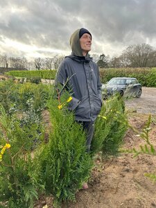 Thuja pl. 'Atrovirens' 100-125 Gps quality  Root Ball