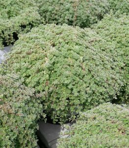 Thymus praecox 'Pseudolanuginosus' 2L
