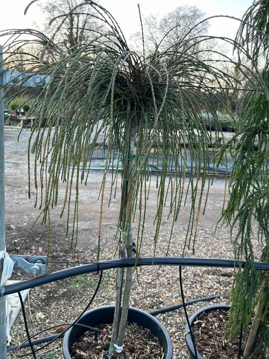 zyperngras zimmerpflanze kaufen Zyperngras (cyperus zumula) – Grünes Glück main image 1