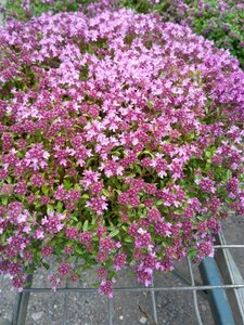 Thymus serpyllum 2L