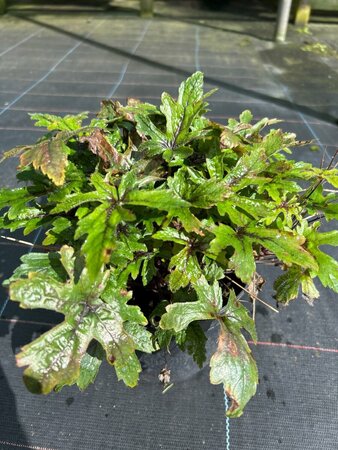 Tiarella 'Pink Skyrocket' 2L - image 3