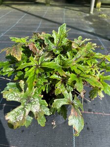 Tiarella 'Pink Skyrocket' 2L - image 3