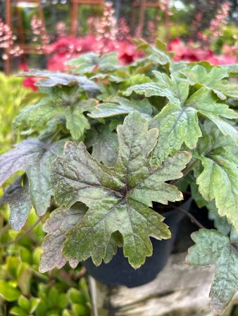 Tiarella 'Pink Skyrocket' 2L - image 4