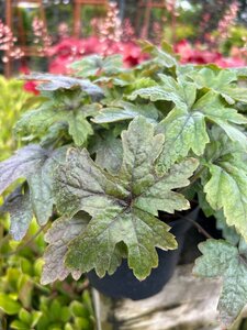 Tiarella 'Pink Skyrocket' 2L - image 4