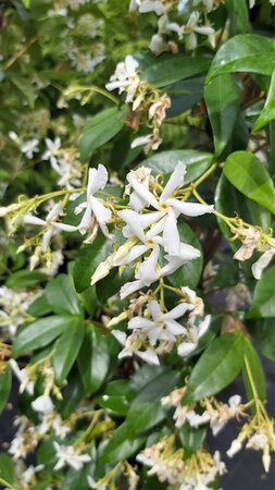 Trachelospermum jasminoides 90-100 3L - image 1