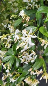 Trachelospermum jasminoides 1.2m x 1.8m Panel Trough 1M