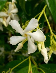 Trachelospermum jasminoides 90-100 3L - image 2