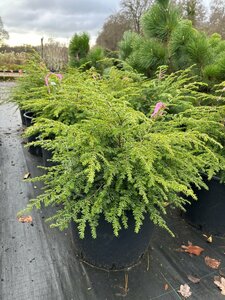 Tsuga Canadensis Green Globe  40-50 Root Ball