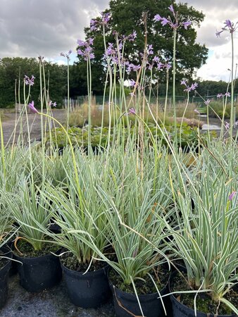 Tulbaghia violacea 'Silver Lace' 2L - image 2