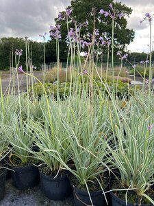 Tulbaghia violacea 'Silver Lace' 2L - image 2